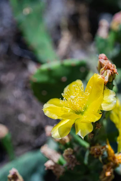 Yellow Flowers Opuntia Cactus Wild Nature — Stock Photo, Image