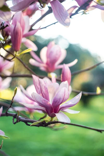 Bloeiende Prachtige Magnolia Boom Natuur — Stockfoto