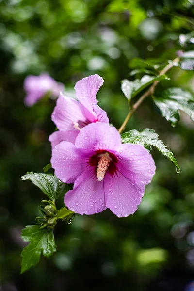 Purple Hibiscus Flowers Bush Rain — Stock Photo, Image