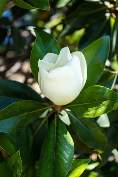Цвітіння Білого Дерева Магнолії Літній Час — стокове фото