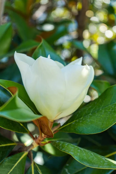 Ανθισμένο Λευκό Δέντρο Magnolia Καλοκαίρι — Φωτογραφία Αρχείου