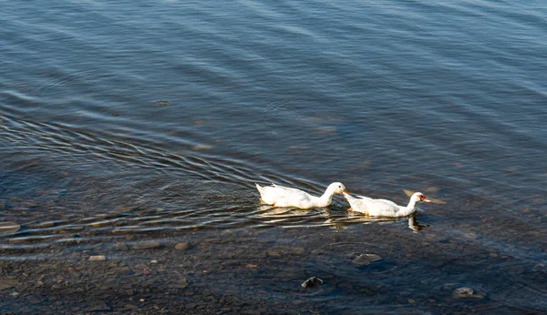 Wildenten Vögel Auf Dem See — Stockfoto