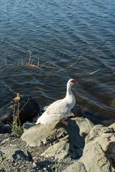 Oiseaux Canards Sauvages Sur Lac — Photo