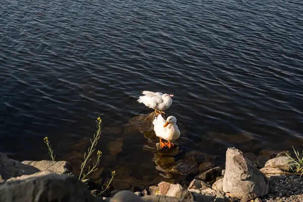 Couple Canards Blancs Surface Lac — Photo