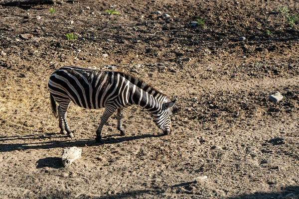 Симпатичные Зебры Зоопарке Ищут Еду — стоковое фото