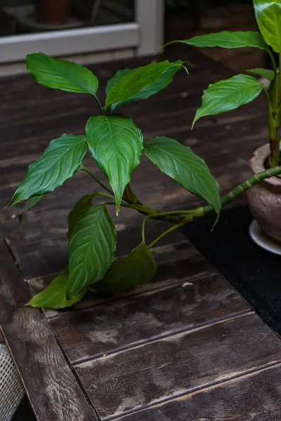 Green leaves of house plant on the table indoor