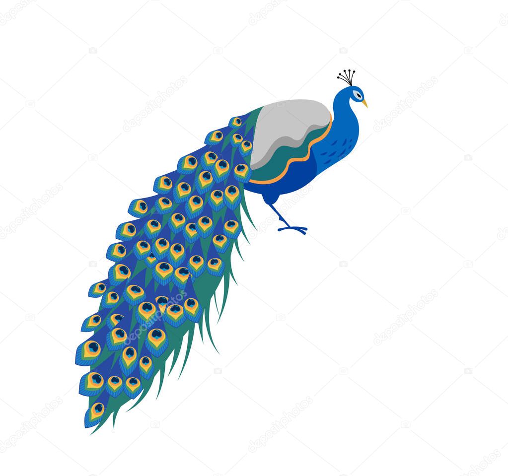Peacock vector illustration. Exotic bird, Indian peacock