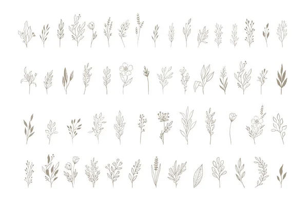 Botanische Eleganz Zarte Handgezeichnete Elemente Minimalistischer Moderner Stil Vektor Illustrationen — Stockvektor