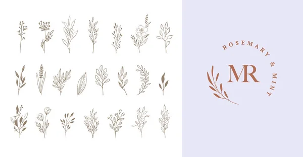 Elementi Botanici Eleganti Delicati Disegnati Mano Stile Moderno Minimalista Illustrazioni — Vettoriale Stock