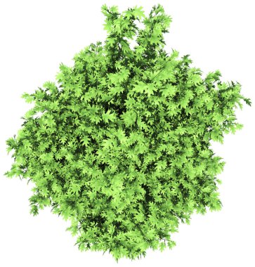 Oak tree isolated - 3d rendering