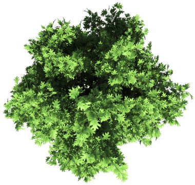 Oak tree top view isolated - 3d rendering
