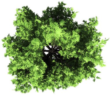 Oak tree top view isolated - 3d rendering