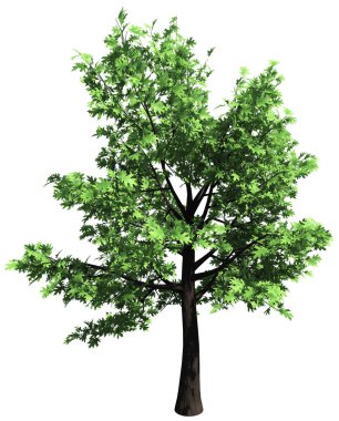 Oak tree isolated - 3d rendering