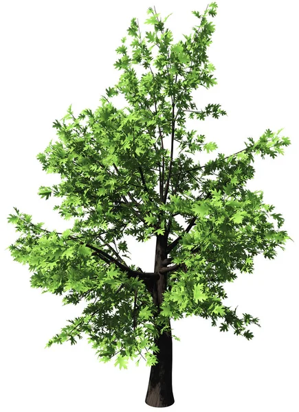 Oak Tree Isolated Rendering —  Fotos de Stock