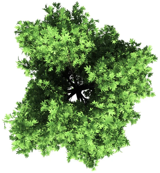 Вид Зверху Дубове Дерево Ізольовано Рендеринга Ліцензійні Стокові Зображення