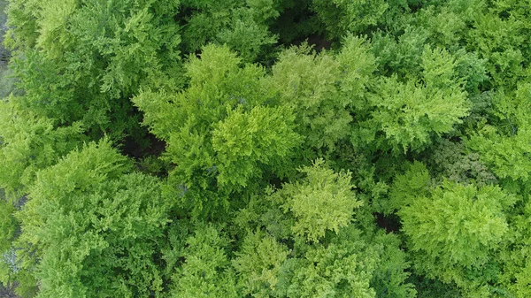 Schöne Luftaufnahme Des Grünen Waldes — Stockfoto
