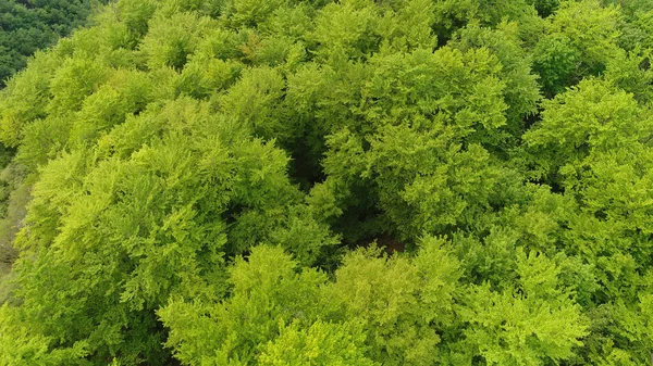 Krásný Letecký Pohled Zelený Les — Stock fotografie