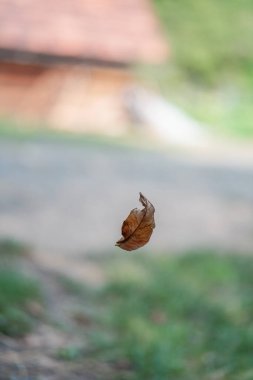 Ormana düşen tek bir portakal ve kahverengi yaprağın yakınına.