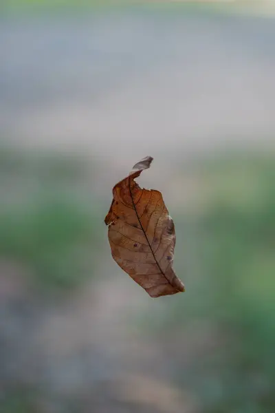 森に落ちる単一のオレンジと茶色の乾いた葉のクローズアップ ストック画像