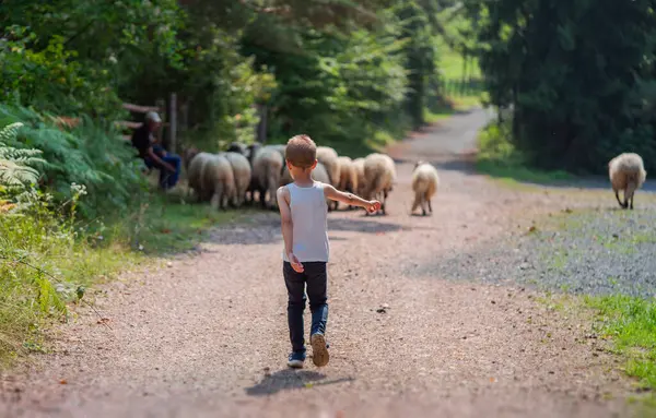 Bahçıvan Üniformalı Küçük Çocuk Koyun Çiftliğinde Koyunları Taze Otlarla Besliyor - Stok İmaj