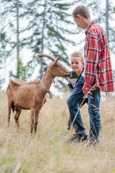 农村农场的孩子们在玩农场山羊 高质量的照片 图库图片