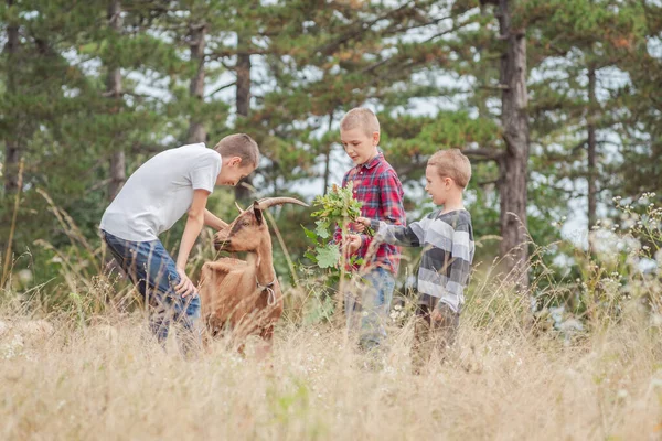 Kinder Auf Dem Bauernhof Spielen Mit Ziegen Hochwertiges Foto Stockfoto