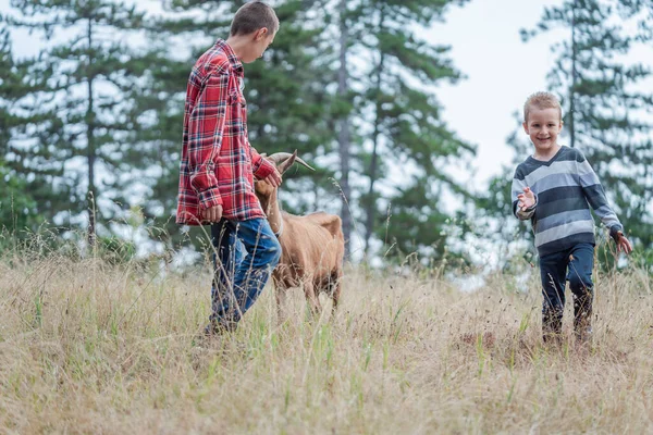 农村农场的孩子们在玩农场山羊 高质量的照片 图库照片