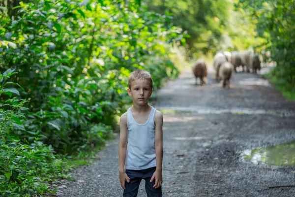 穿着园丁制服的小男孩在一个羊场用鲜草喂羊 高质量的照片 图库图片