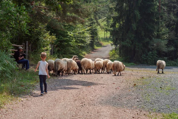 穿着园丁制服的小男孩在一个羊场用鲜草喂羊 高质量的照片 图库图片