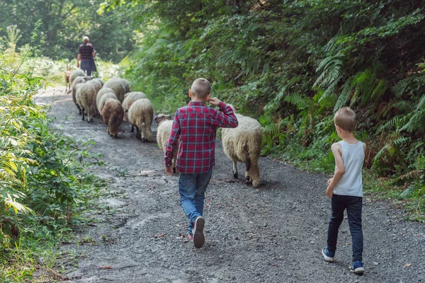 庭師の制服の小さな男の子は 羊の農場で新鮮な草で羊に餌を与えています 高品質の写真 ストックフォト