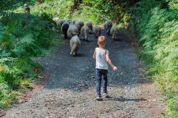 穿着园丁制服的小男孩在一个羊场用鲜草喂羊 高质量的照片 免版税图库图片
