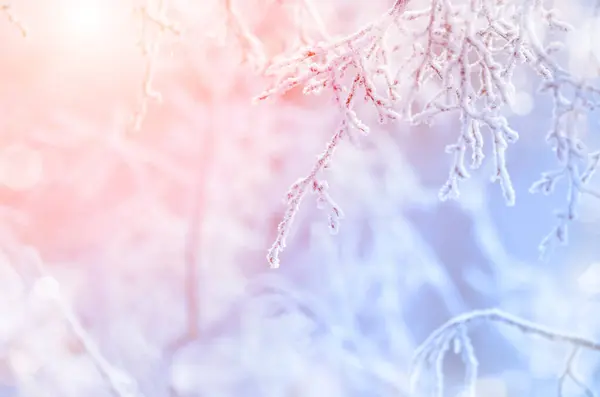 White Frost Tree Twigs Rosy Sun Light — Stock Photo, Image