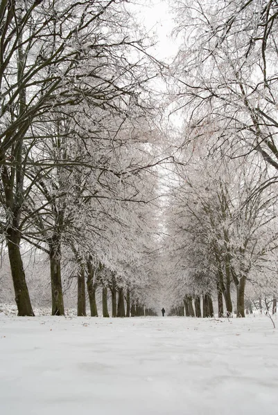 Одна Пішохідна Прогулянка Снігом Покрита Міським Парком Алея День — стокове фото