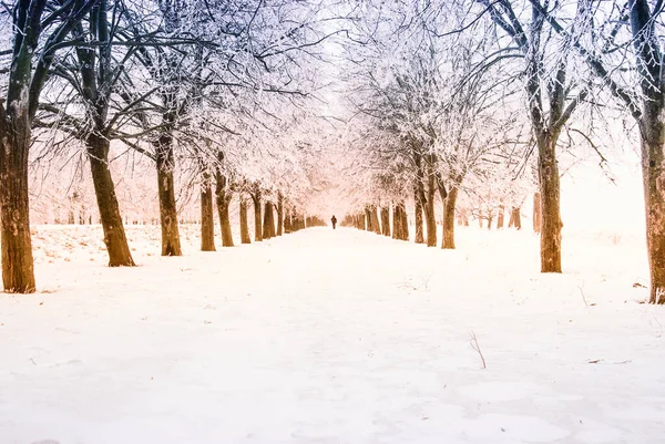 Alone Pedestrian Walks Snow Covered City Park Alley Daytime — Stock Photo, Image