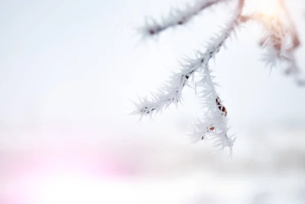 Frost Tree Branches Blizzard — Stock Photo, Image