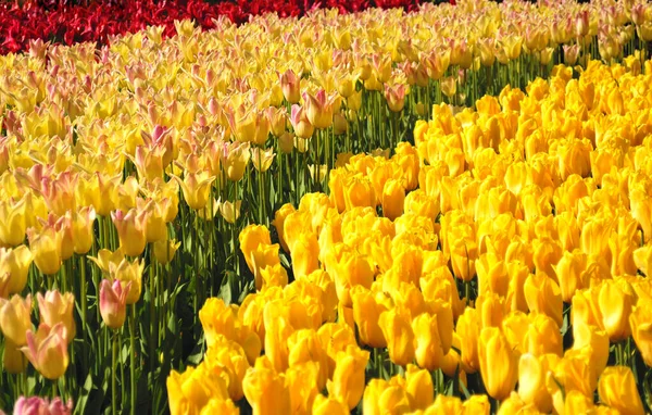 Multi color tulips in the Keukenhof park