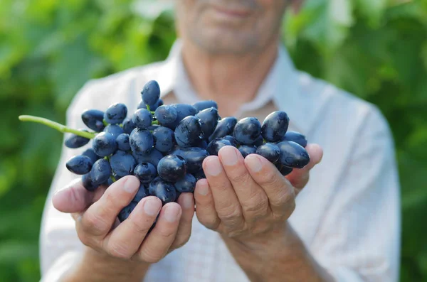 Happy senior farmer with bunch of blue grapes in his hands at vineyard
