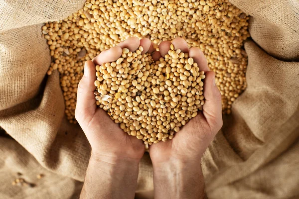 Caucasian Male Showing Soybeans His Hands Burlap Sack — Zdjęcie stockowe