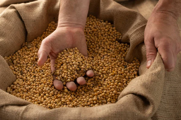 Caucasian Male Showing Soybeans His Hands Burlap Sack — Stock Photo, Image