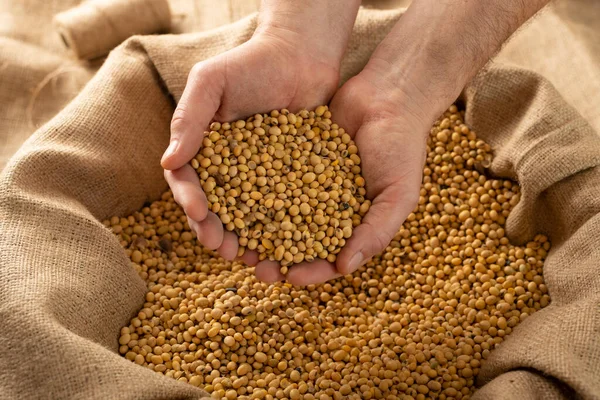 Caucasian Male Showing Soybeans His Hands Burlap Sack — Zdjęcie stockowe