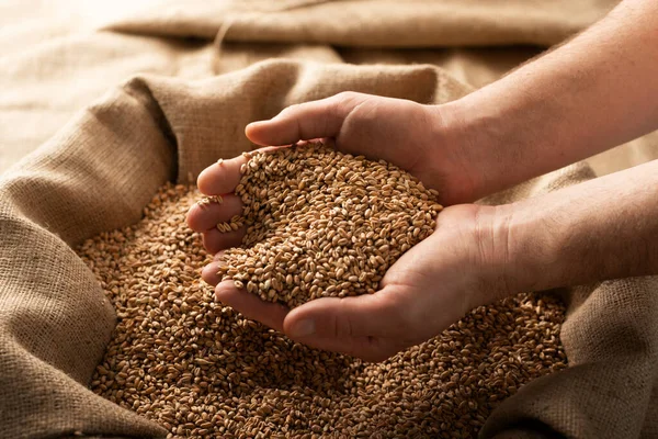 Caucasian Male Showing Wheat Grains His Hands Burlap Sack — Stock Photo, Image