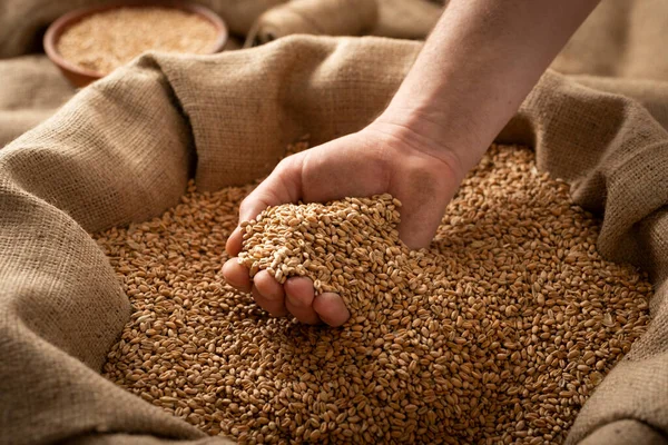 Caucasian Male Showing Wheat Grains His Hands Burlap Sack — Stock Photo, Image