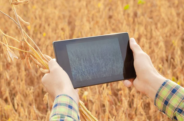 Farmer using tablet computer for inspecting soy at field