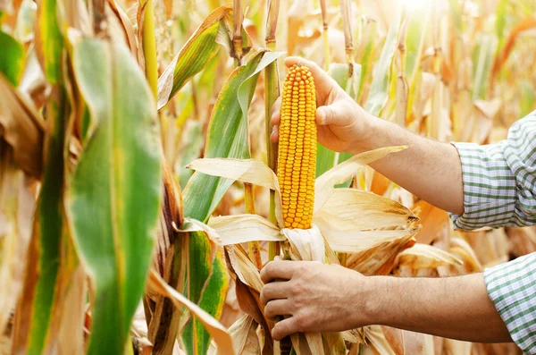 Peeled dry maize corn cobs on corn stalks in farmer\'s hand