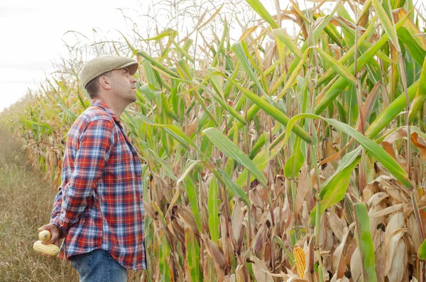 Middle aged caucasian farm worker inspecting corn field summer day