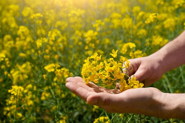 Canola flowers being held in human hand on oilseed feeld background