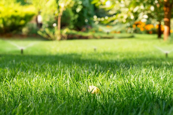 Mowed Green Backyard Grass Sprinkler System — Foto de Stock