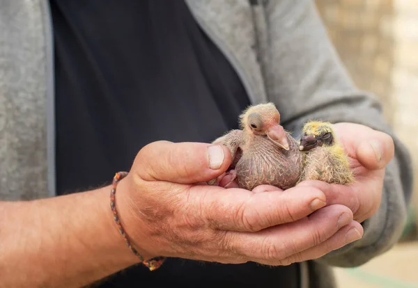 A pair of pigeon chick in fancier hand