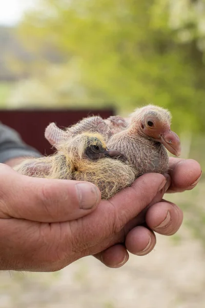 A pair of pigeon chick in fancier hand