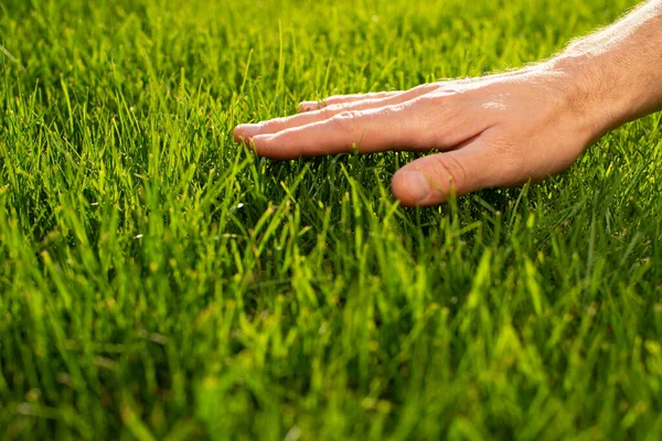 人类手掌触摸草坪草低角度视图 图库图片